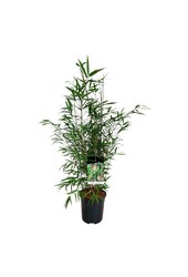 Bamboe Fargesia scabrida Asian Wonder