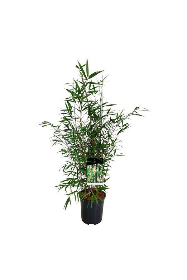 Bamboe Fargesia scabrida Asian Wonder