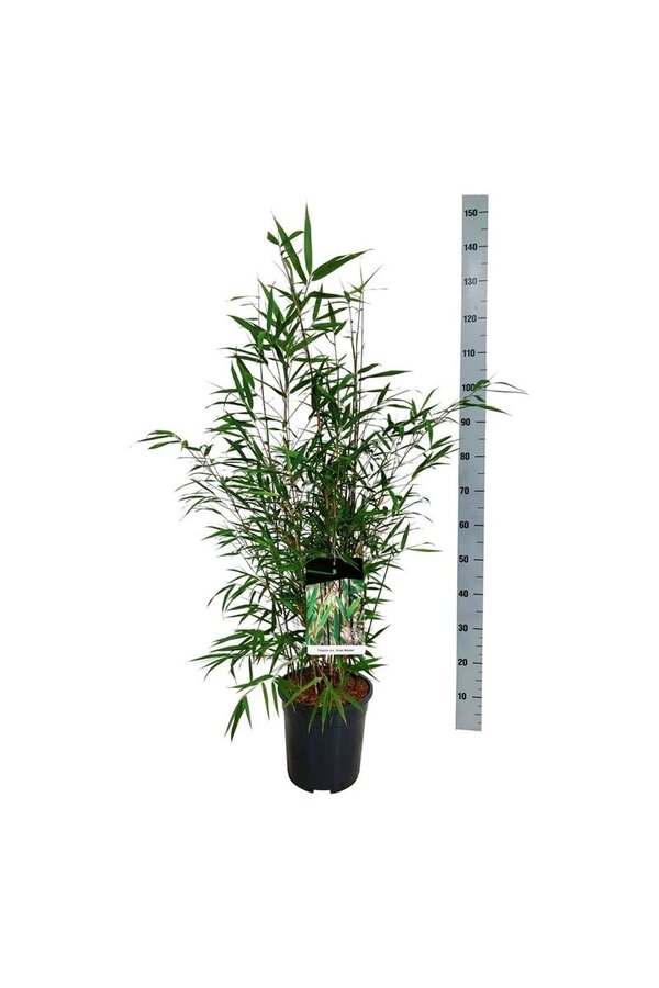 Bamboe Fargesia scabrida Asian Wonder