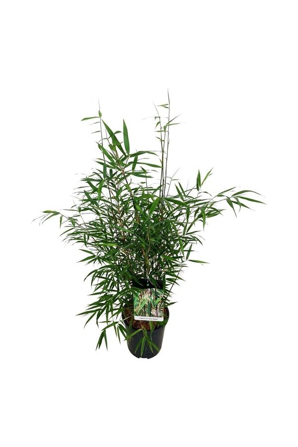 Bamboe Fargesia scabrida Asian Wonder