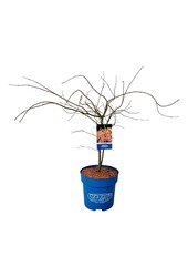 Érable Acer Ice Dragon ®