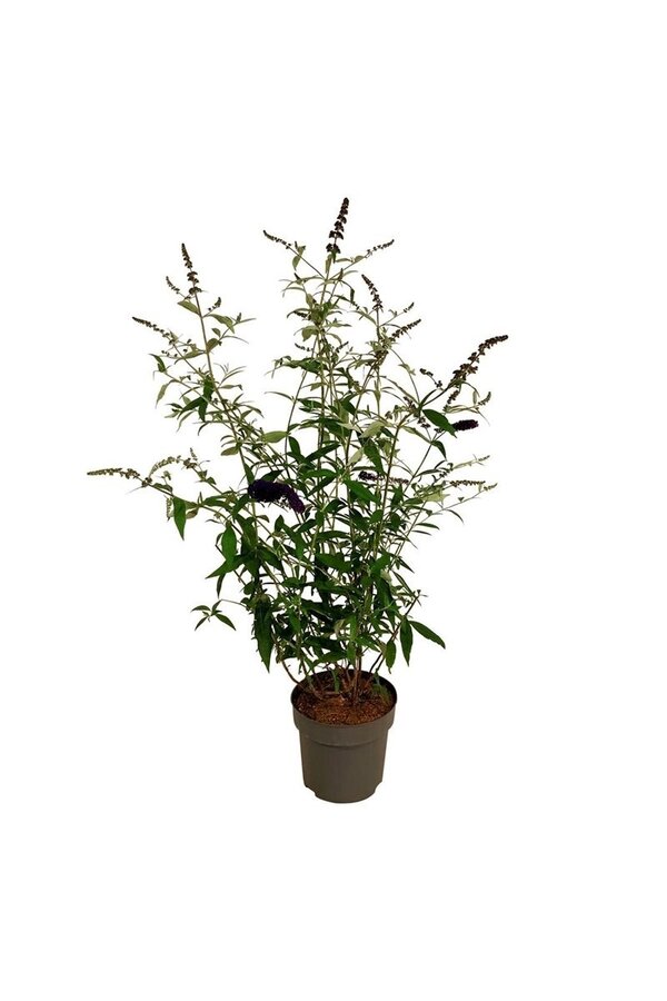 Vlinderstruik Buddleja Black Knight