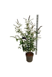 Vlinderstruik Buddleja Black Knight