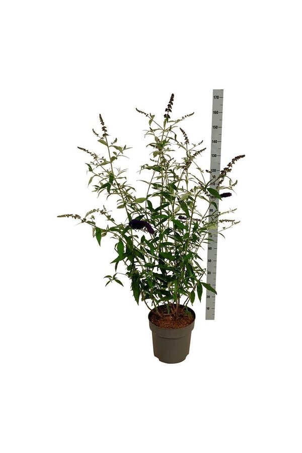 Vlinderstruik Buddleja Black Knight