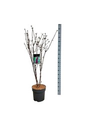 Vlinderstruik Buddleja Black Knight