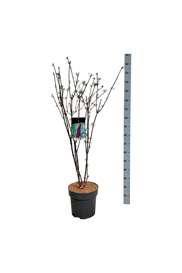 Vlinderstruik Buddleja Black Knight