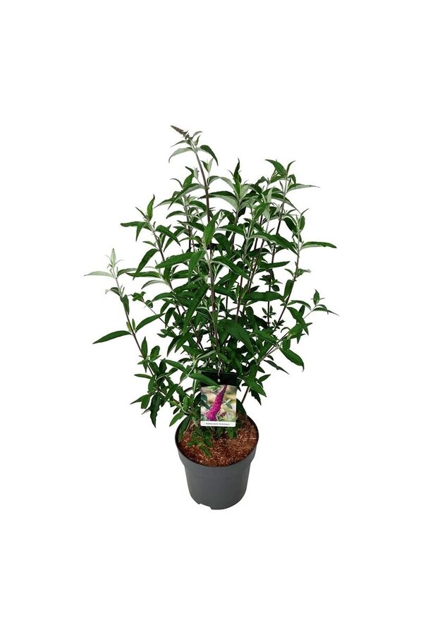 Vlinderstruik Buddleja Ile de France