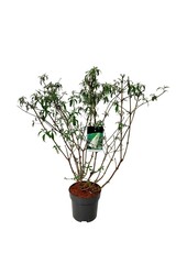 Vlinderstruik Buddleja White Profusion
