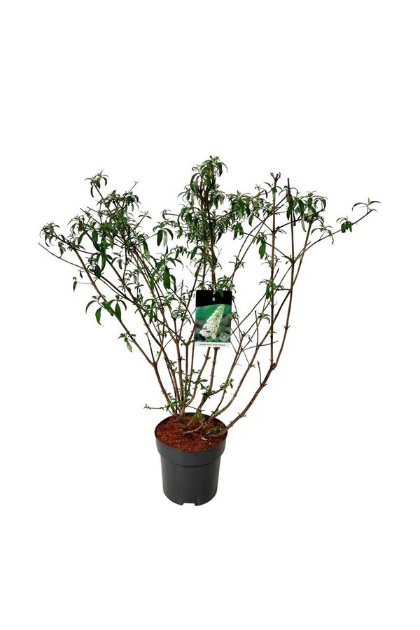 Vlinderstruik Buddleja White Profusion