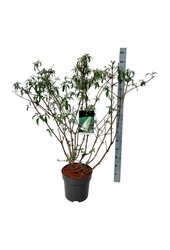 Vlinderstruik Buddleja White Profusion