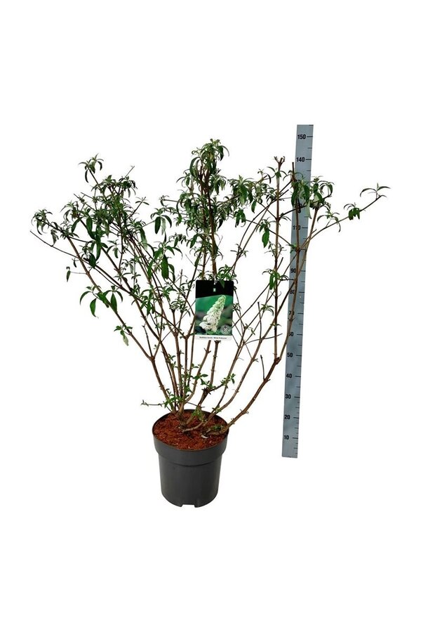 Vlinderstruik Buddleja White Profusion