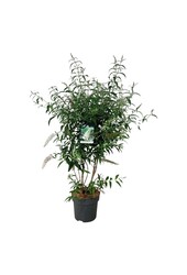 Vlinderstruik Buddleja White Profusion