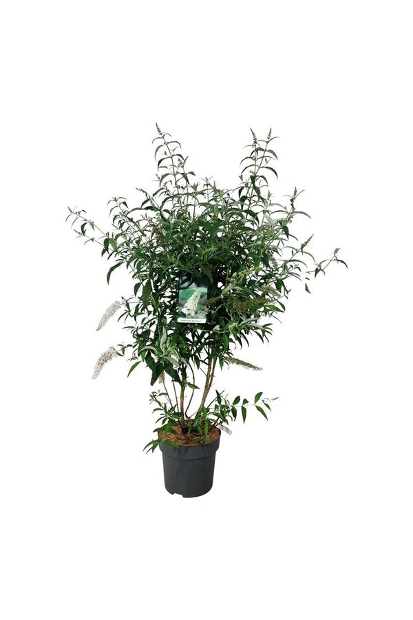 Vlinderstruik Buddleja White Profusion