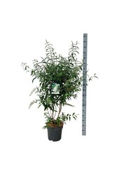 Arbre aux papillons Buddleja White Profusion