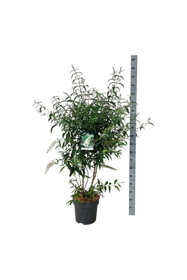 Vlinderstruik Buddleja White Profusion