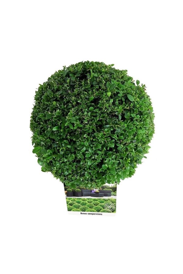 Buxus sempervirens