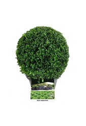 Buxus sempervirens