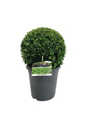 Buxus sempervirens