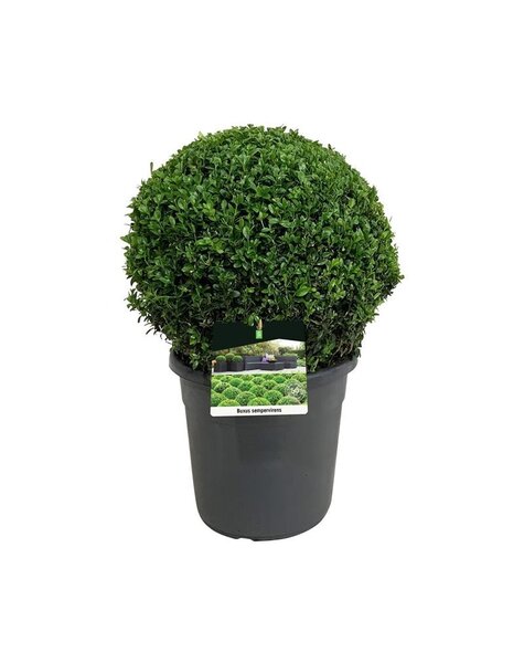 Buxus