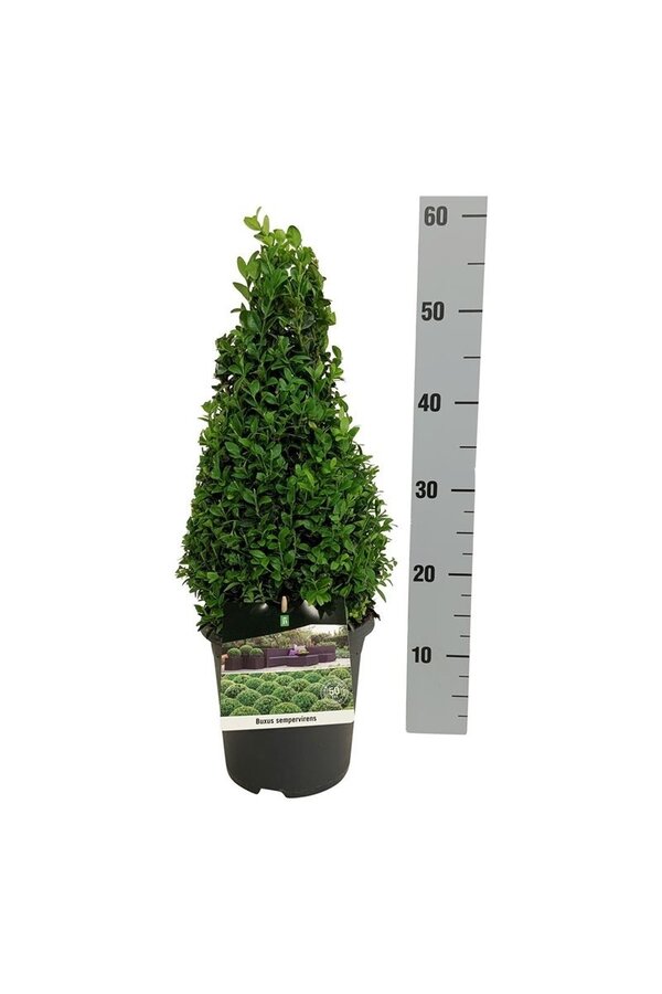 Buxus sempervirens