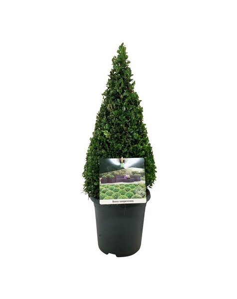 Buxus