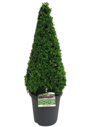 Buxus sempervirens