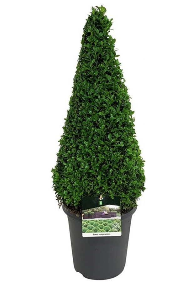 Buxus sempervirens
