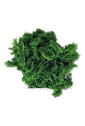 Chamaecyparis Nana Gracilis