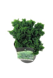 Chamaecyparis Nana Gracilis