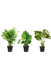Pack de plantes Monstera - Calathea - Chamaedorea
