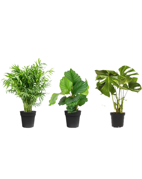 Pack de plantes