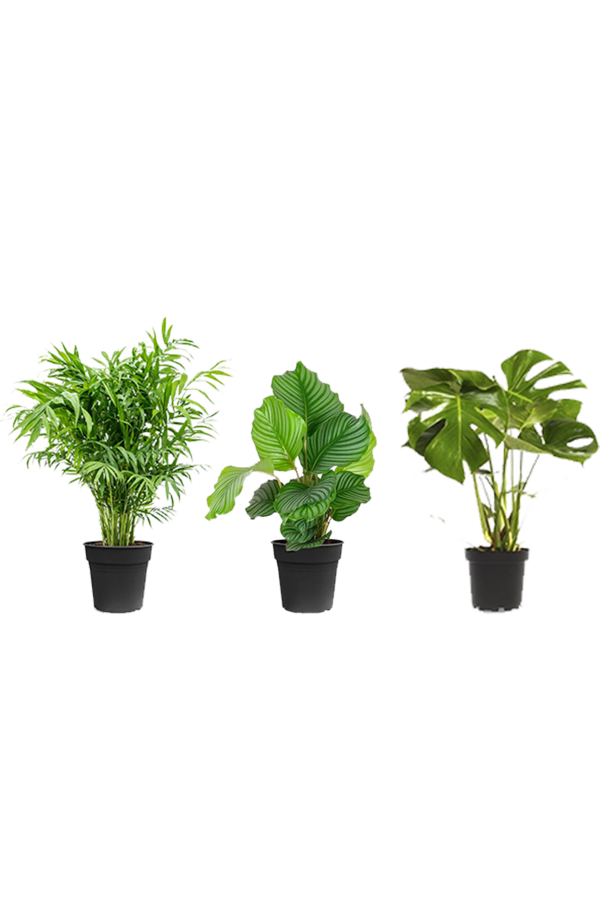 Pack de plantes Monstera - Calathea - Chamaedorea