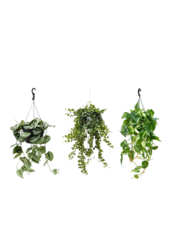 Plantenpakket Scindapsus Spikkel - Philodendron = Hedera