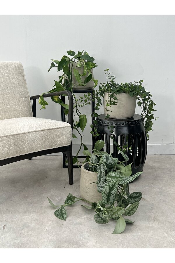 Kit de plantes Scindapsus Spikkel - Philodendron = Hedera