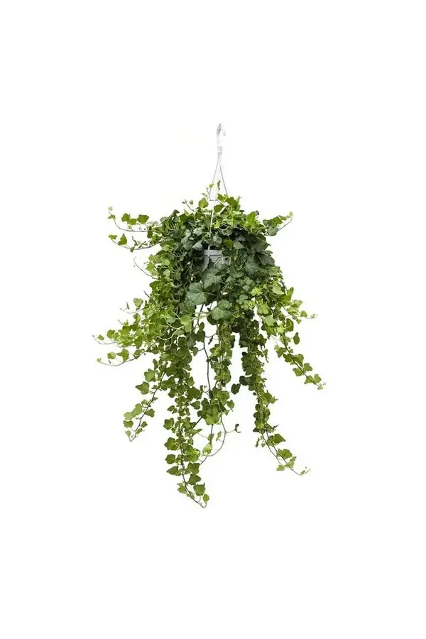 Kit de plantes Scindapsus Spikkel - Philodendron = Hedera