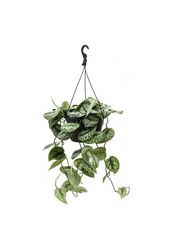 Kit de plantes Scindapsus Spikkel - Philodendron = Hedera