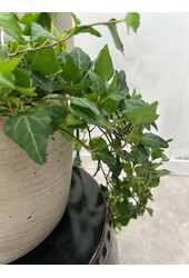 Kit de plantes Scindapsus Spikkel - Philodendron = Hedera