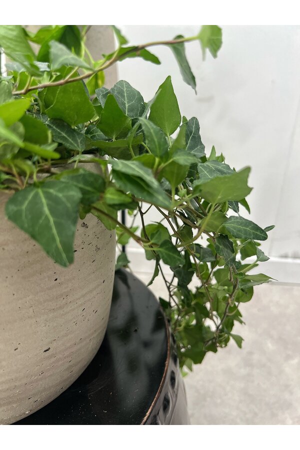 Plantenpakket Scindapsus Spikkel - Philodendron = Hedera