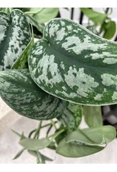 Plantenpakket Scindapsus Spikkel - Philodendron = Hedera