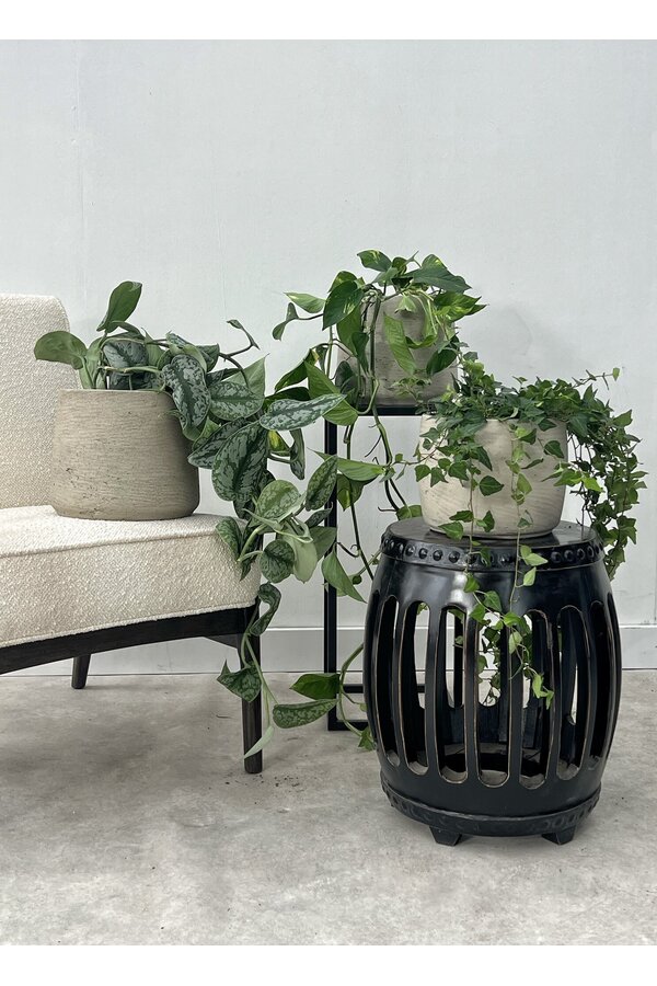 Kit de plantes Scindapsus Spikkel - Philodendron = Hedera