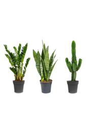 Plantenpakket Zamioculcas - Sansevieria - Euphorbia