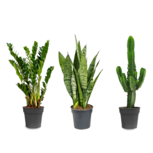 Pack de plantes