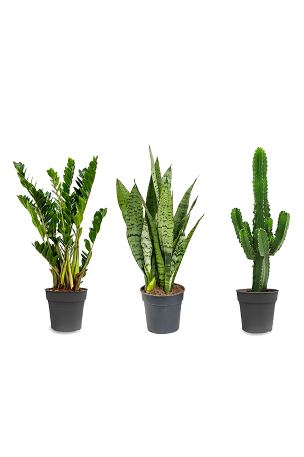 Plantenpakket Zamioculcas - Sansevieria - Euphorbia