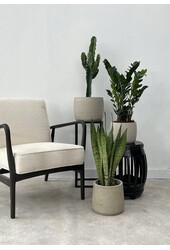 Plantenpakket Zamioculcas - Sansevieria - Euphorbia