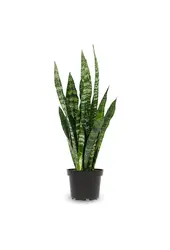 Pack de plantes Zamioculcas - Sansevieria - Euphorbia