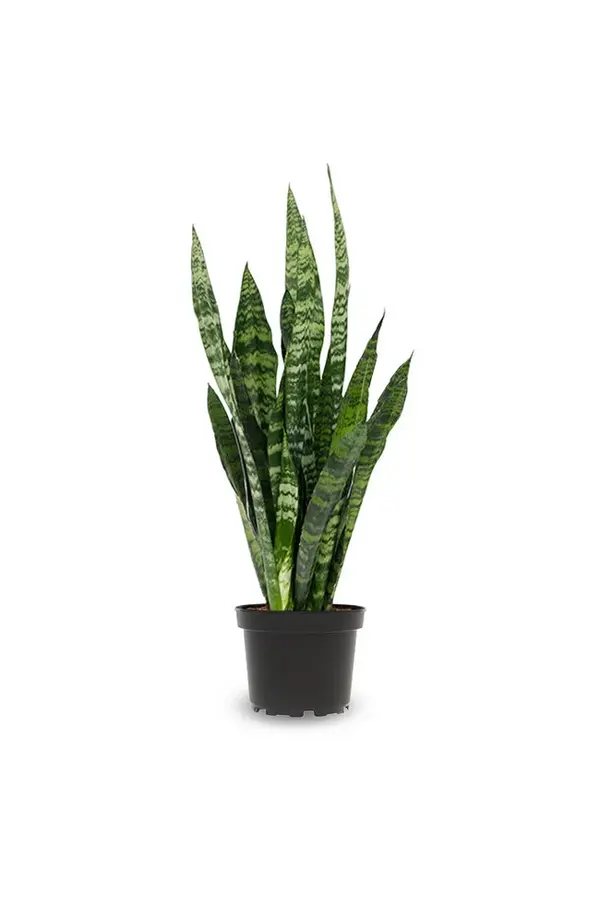 Pack de plantes Zamioculcas - Sansevieria - Euphorbia