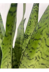 Pack de plantes Zamioculcas - Sansevieria - Euphorbia