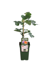 Vijgenboom Gustissimo® Perretta®