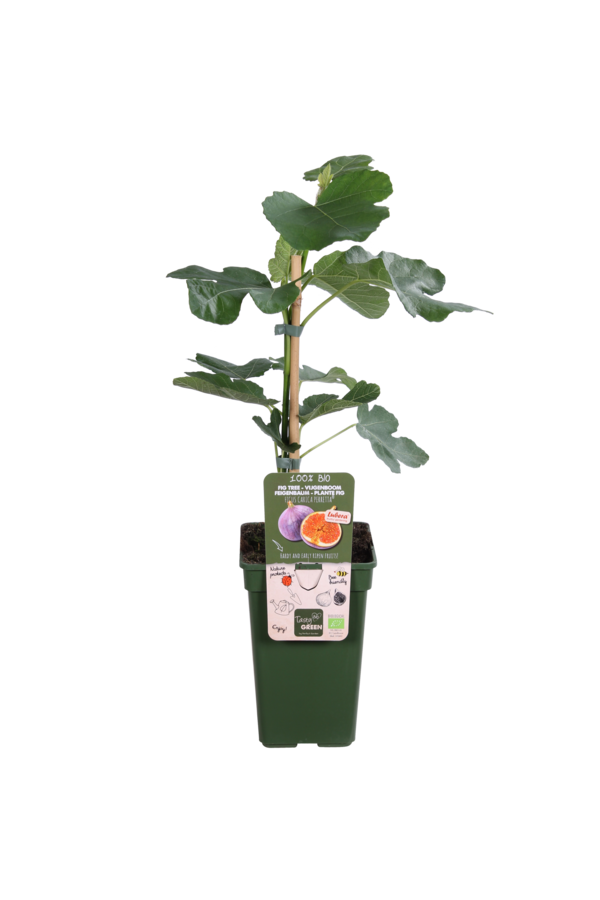 Vijgenboom Gustissimo® Perretta®