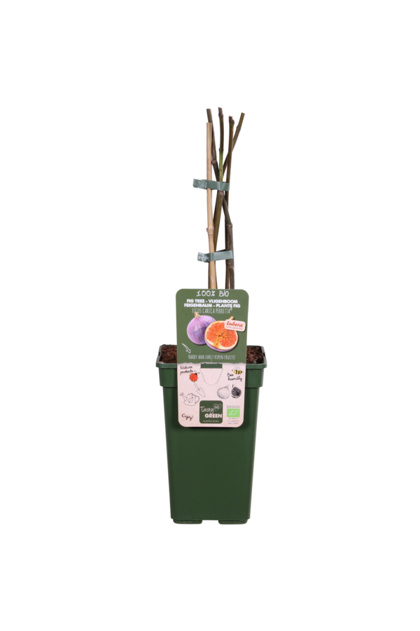 Vijgenboom Gustissimo® Perretta®